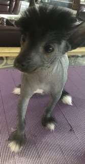 Edelweisssunlit Jewel of My Joy