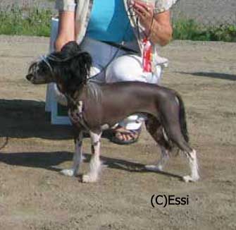 Oika Bull Marchanddesable