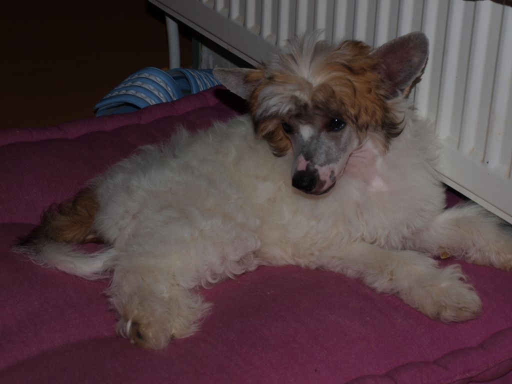 Thunder and Lightnings Frisco