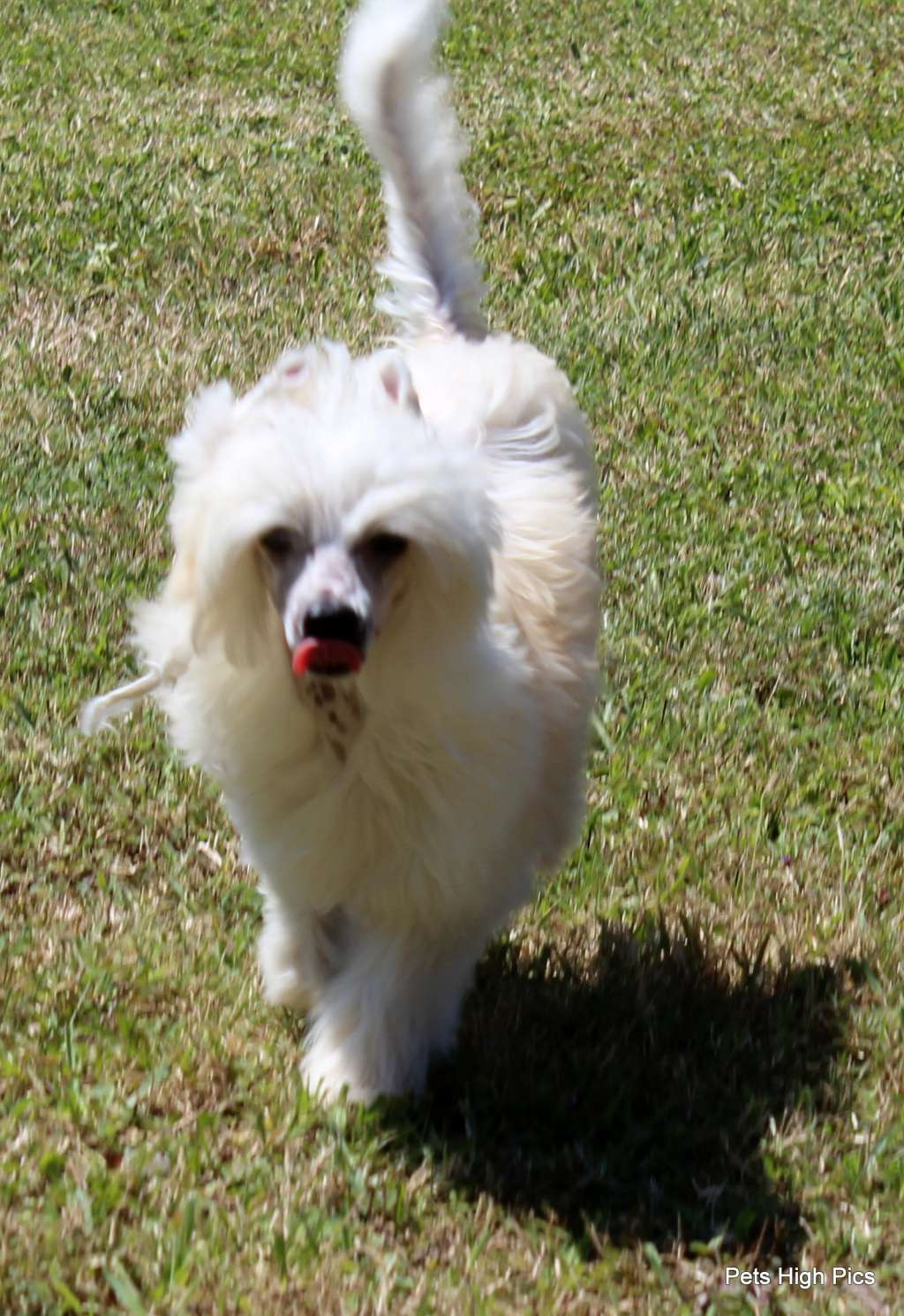 Pets High Nino Quincampois Federico