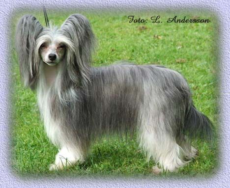 Marachinos Diamonds Romance