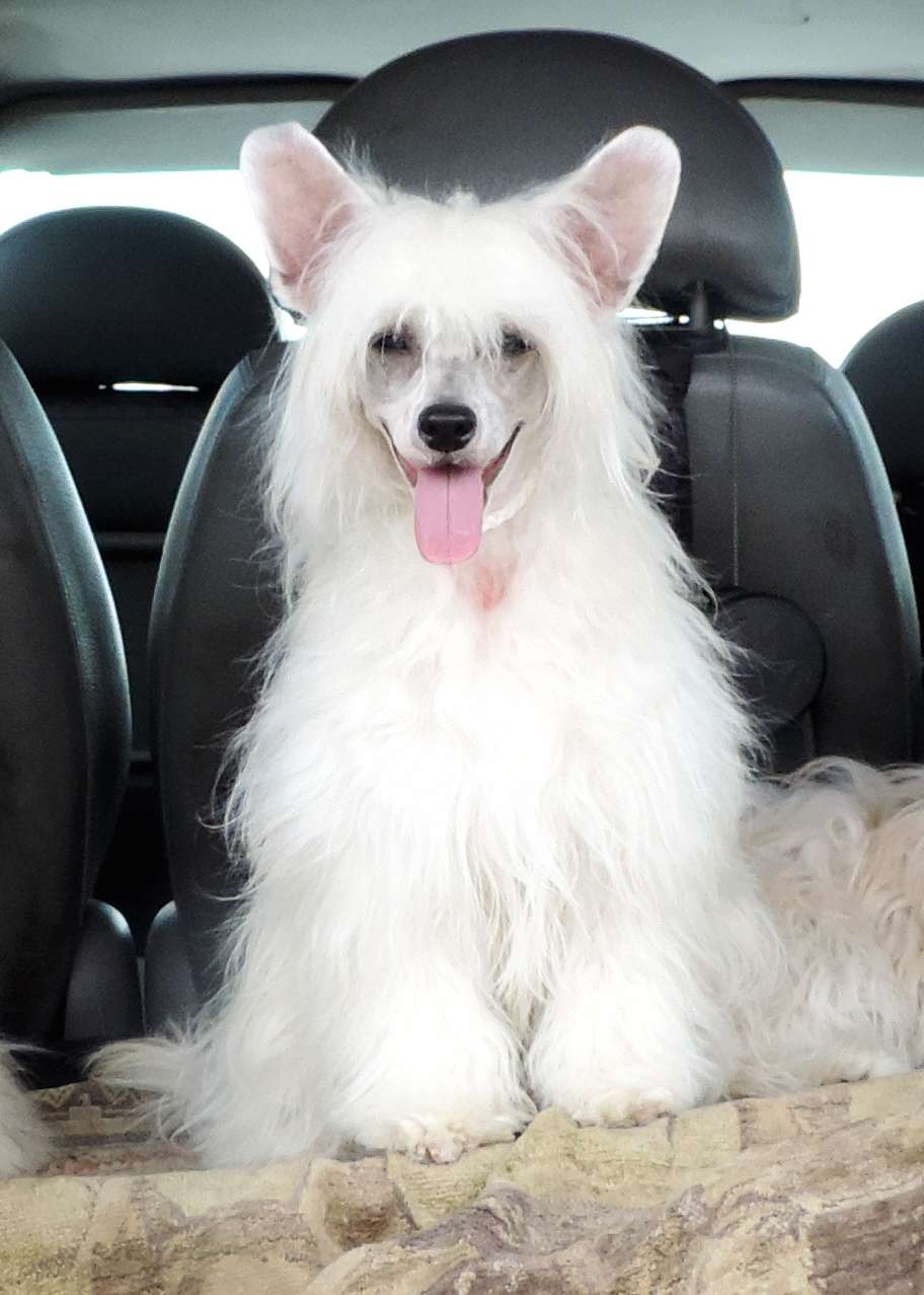 Karamelka Winning Smile