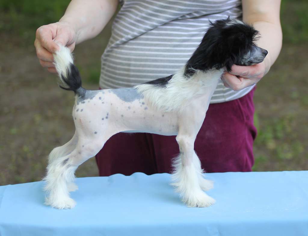 Vernisazh Mari Jasmine