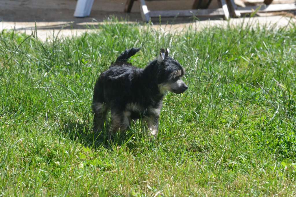 N'd De L'orée Des Rêves