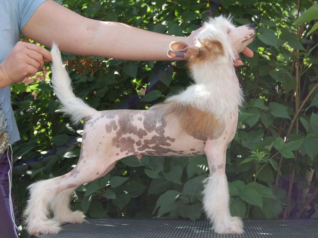 True Magnifisen King of the Ring