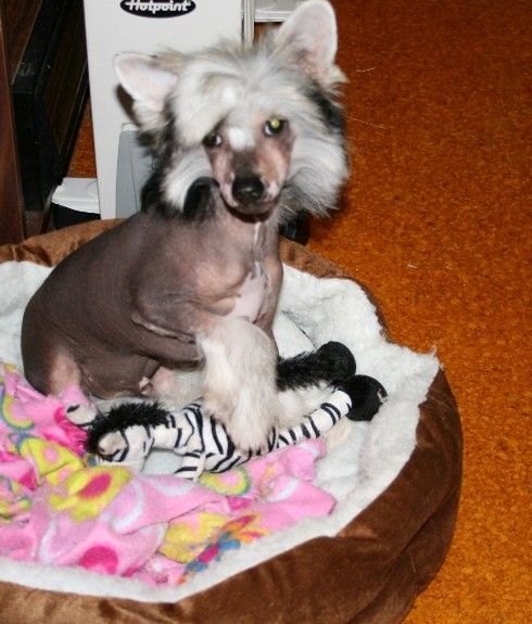 Chinois Wild N Stormy