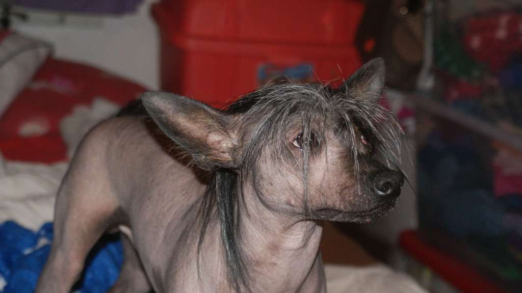 Beyesa's Borchi Daimari