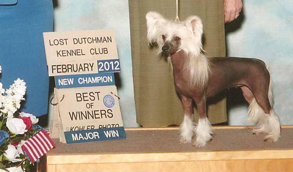 Am/Can Ch Design For Mongoshi von Shinbashi