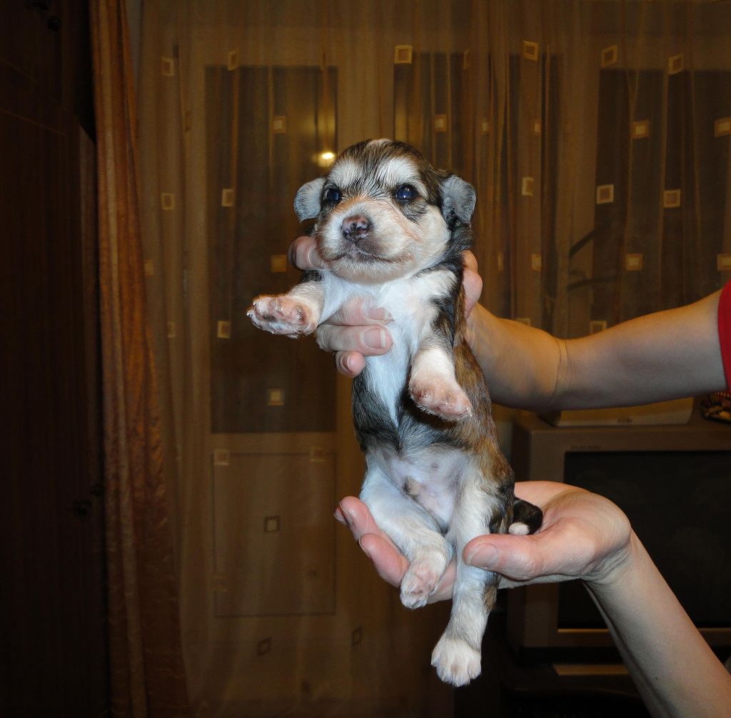 Zlato Dinastii Indigo