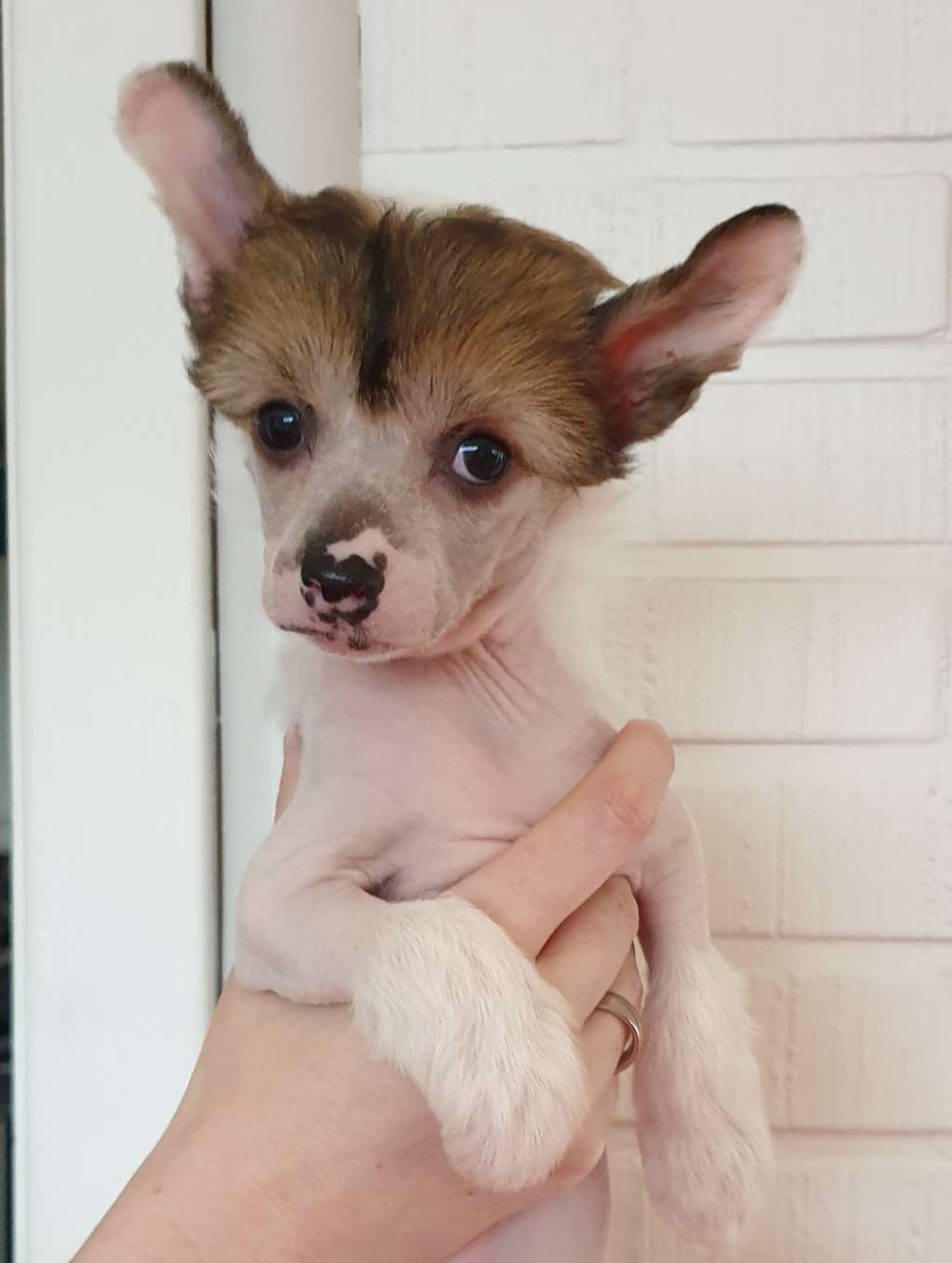 Angel Sprinkle's Chosen By Fate