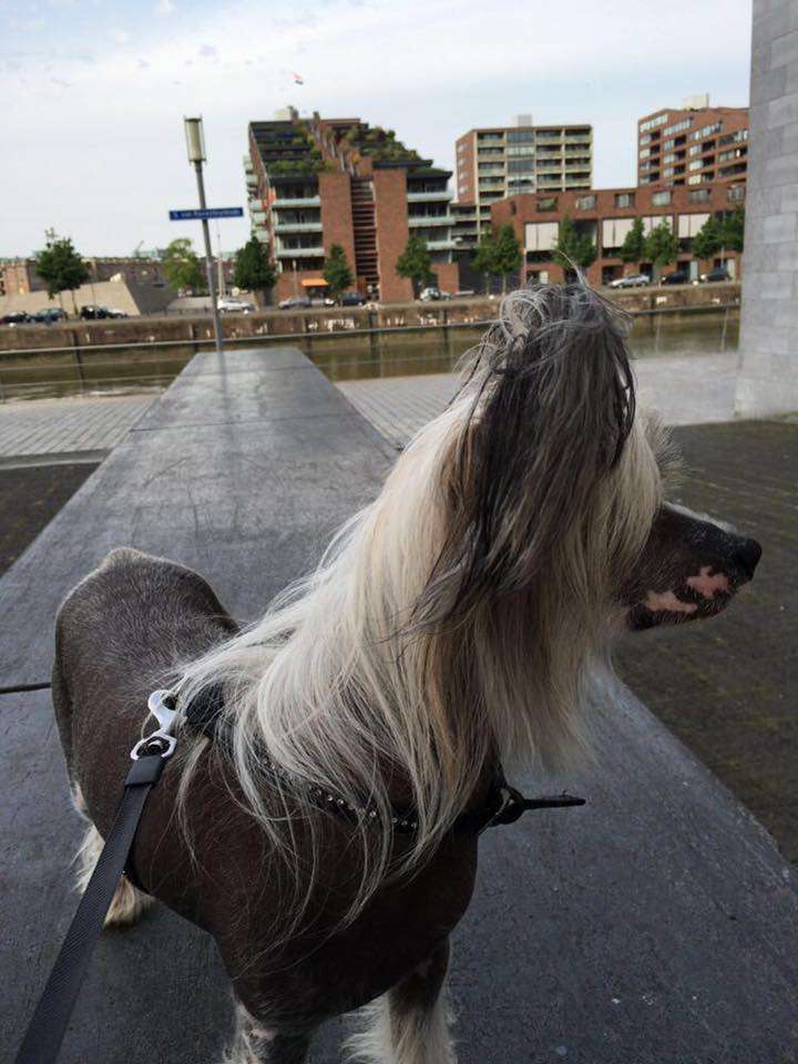 Bandito Bali Hai Freuhartang