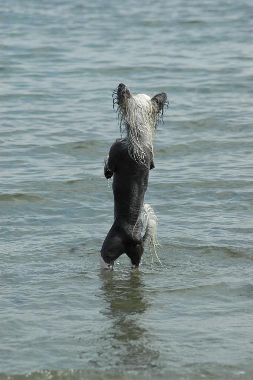 Wavecrest Wanna Play Jax