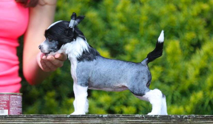 Nimeria Plysovy pritel