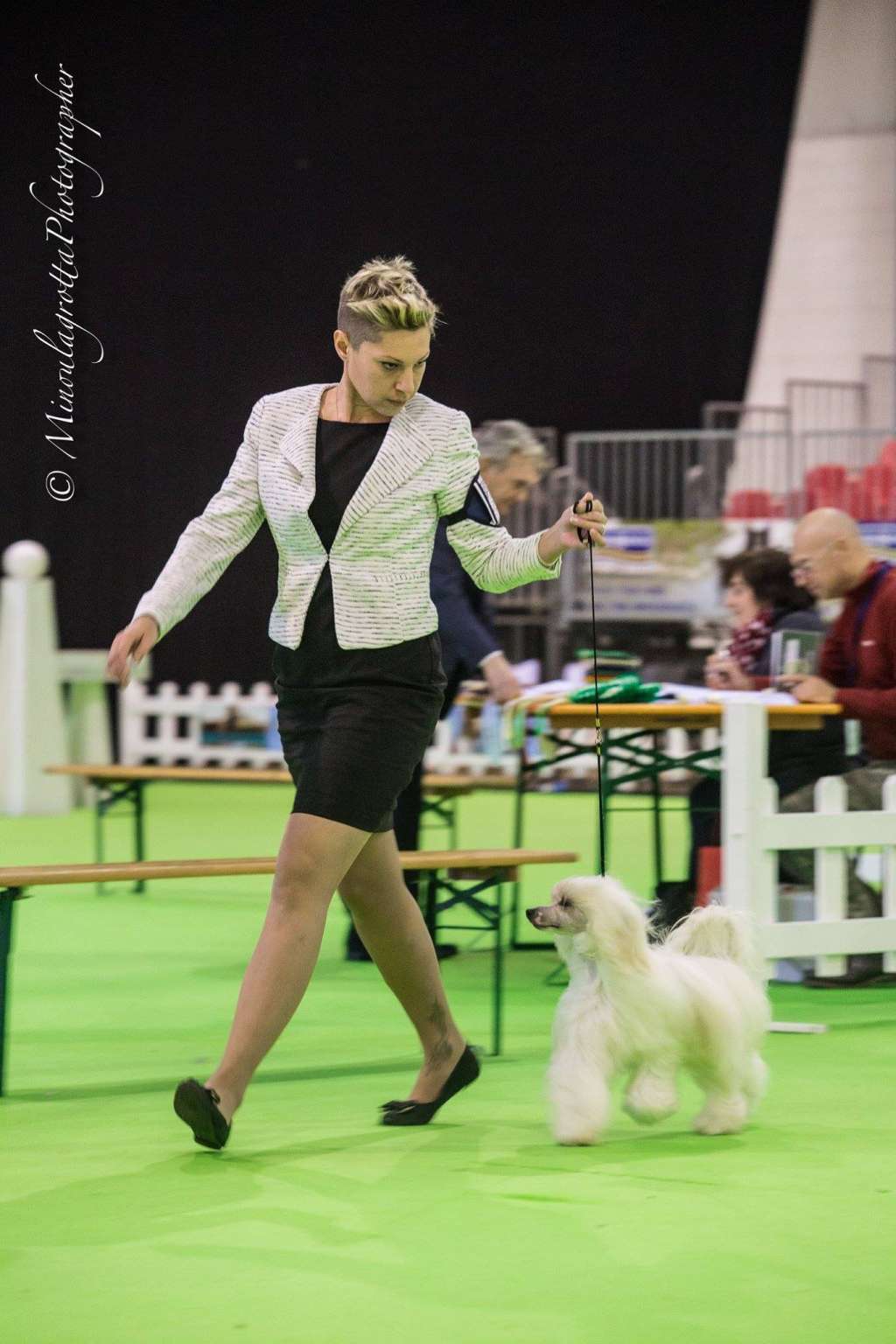 Jch. JWWCh. Dakota Rose Getting Better