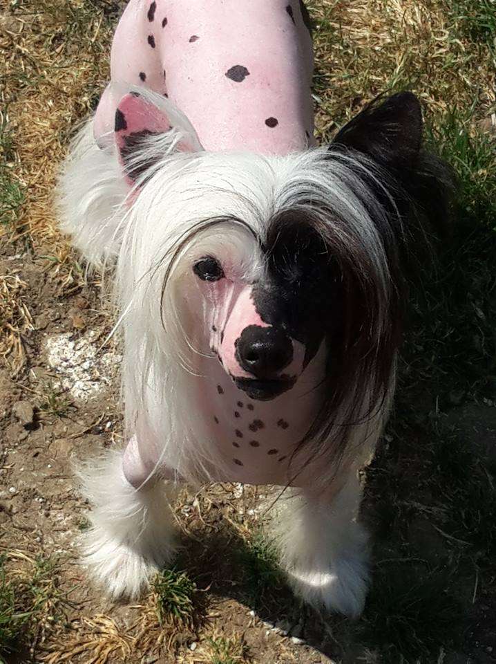 Miniatura Club Elevferiy Umniy