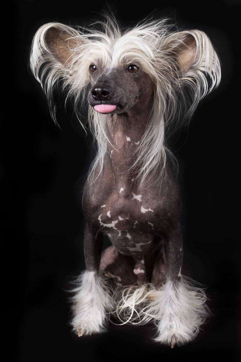 All Eyes on You Star of Golden Lily