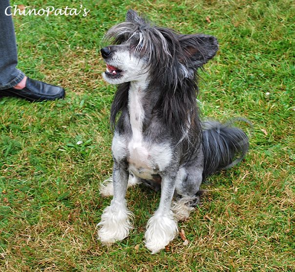 ChinoPata's Bad Hairday