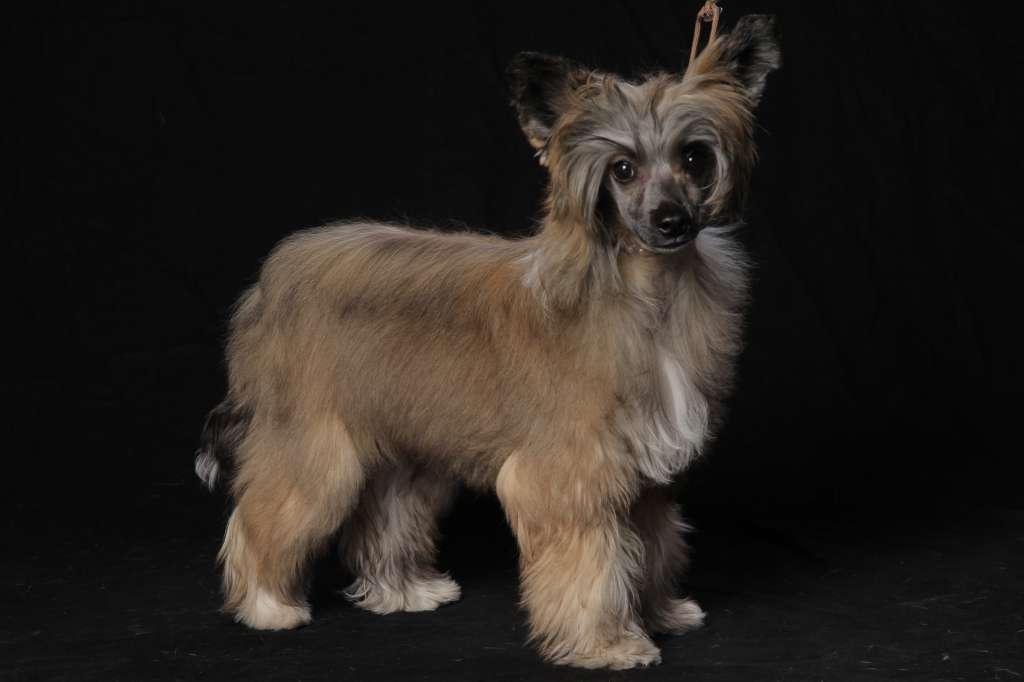 Girls Girls Award The Applause