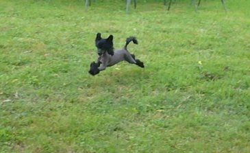 Coco Chanel du Domaine du Président