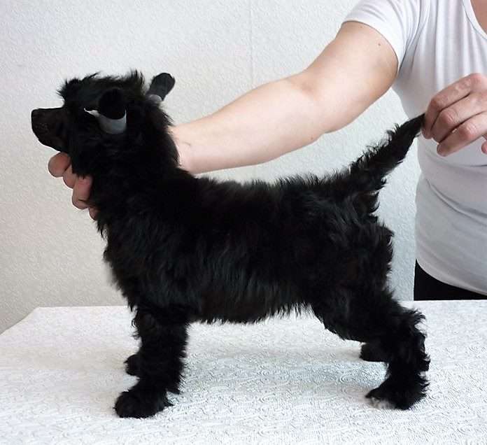 Glenlife Gwendoline Christie