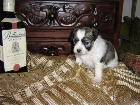 Santa-fee Capo-vaticano