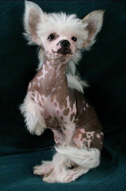 Itzy Bitzy Chrustowianki