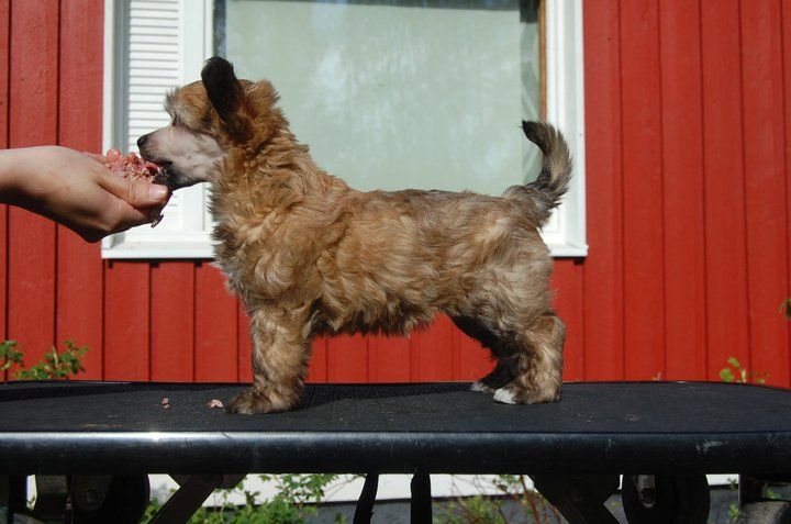 Pinky Twinky Pääsiäispupu