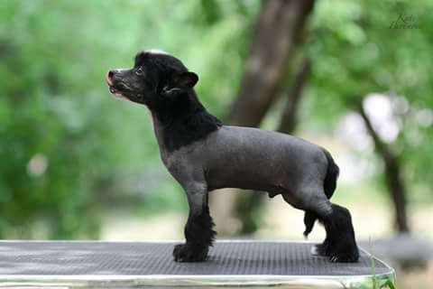 Zarmir  April Diamond