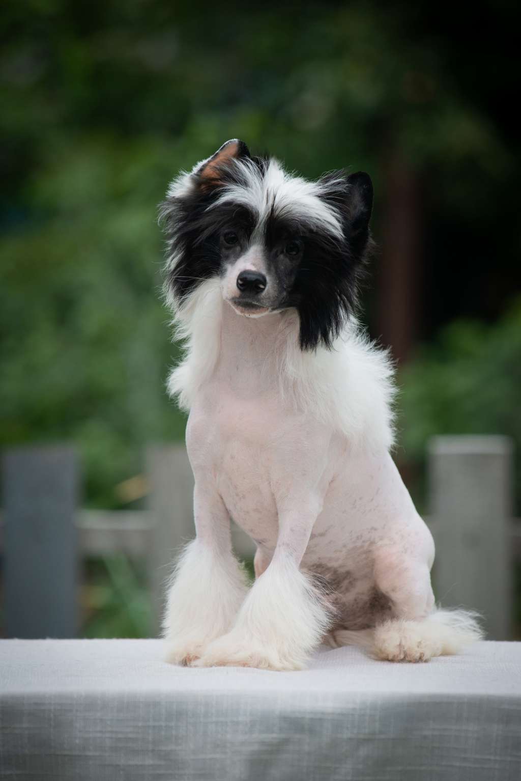 Jewel  Chance Cherished Dream