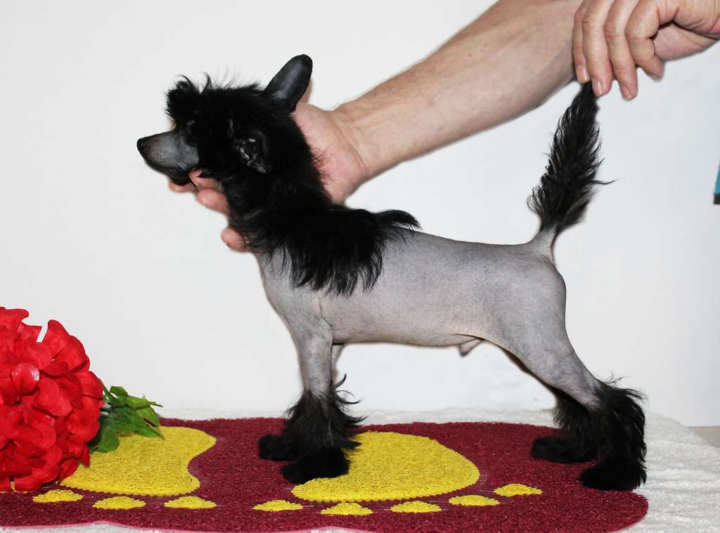 Charuyuschiy Soblazn Maybach