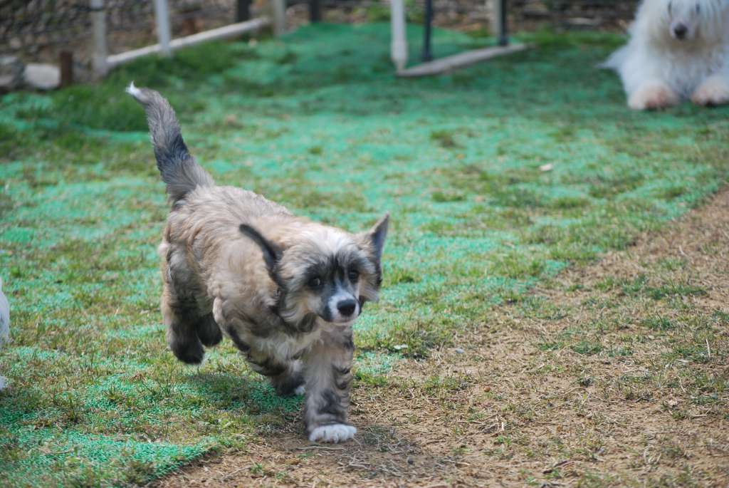 Tinker Jp Brown Sugar Bourbon