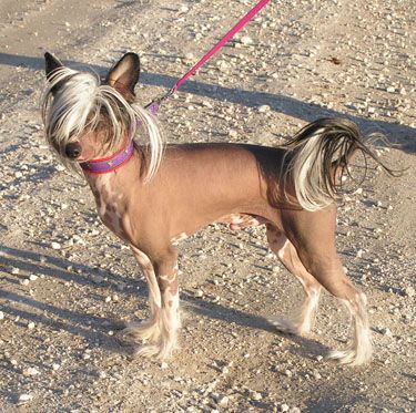 All Saints Beijing Tiger