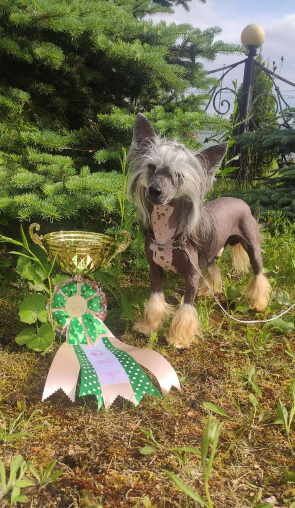 Lunar Farside Iz Vishnyovogo Sada