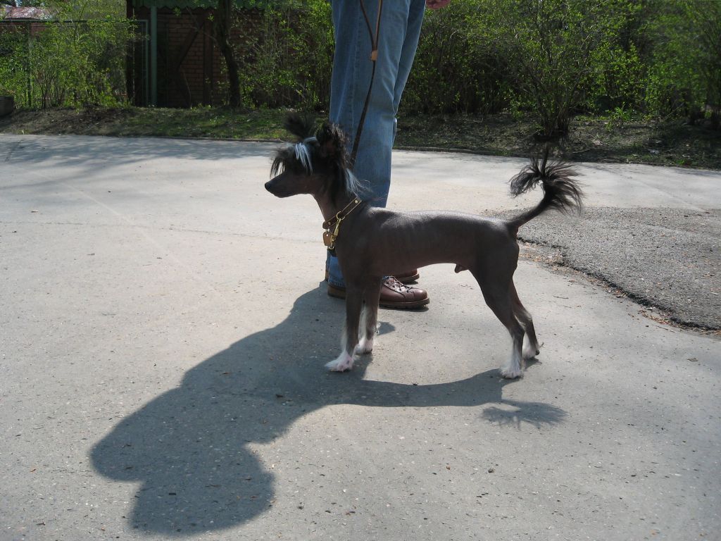 Eduard Certova Stena