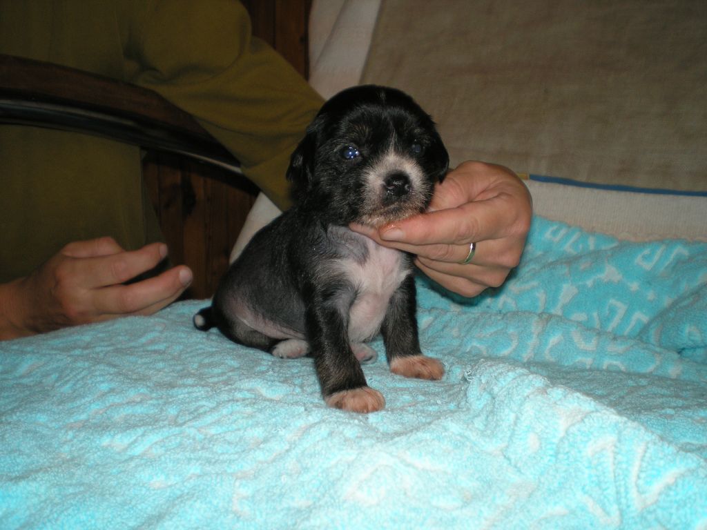 Agneschka Bohemia Evergreen