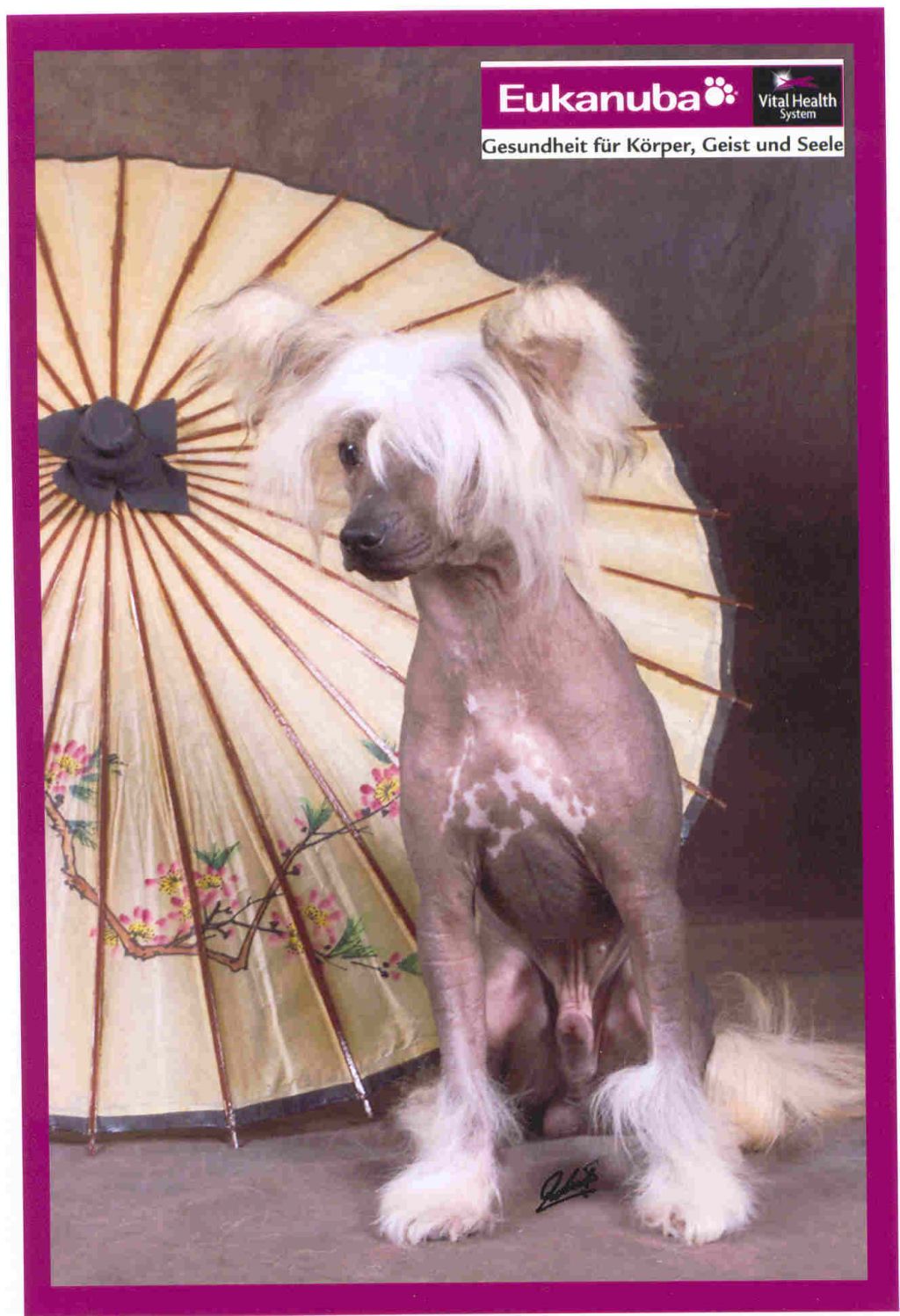 Hearty Conny Pupo-Haichi