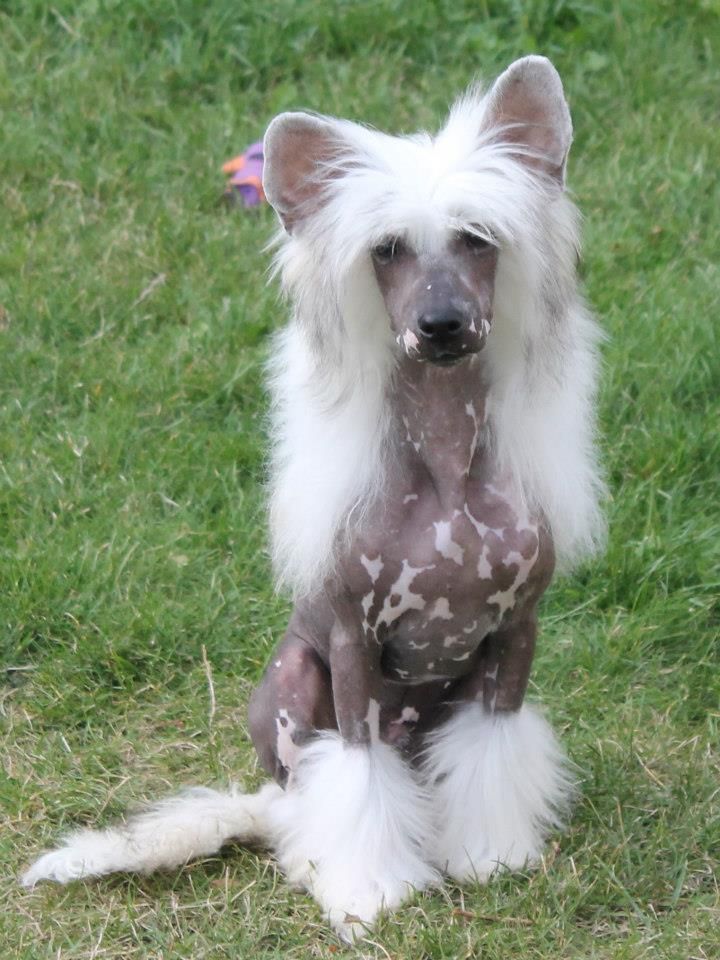 Kingsley La Compagnie D'Les Amies