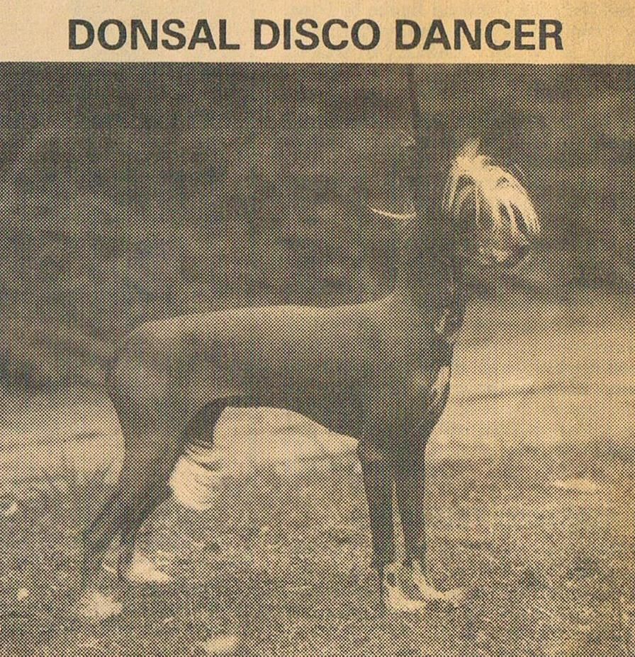 Donsal Disco Dancer