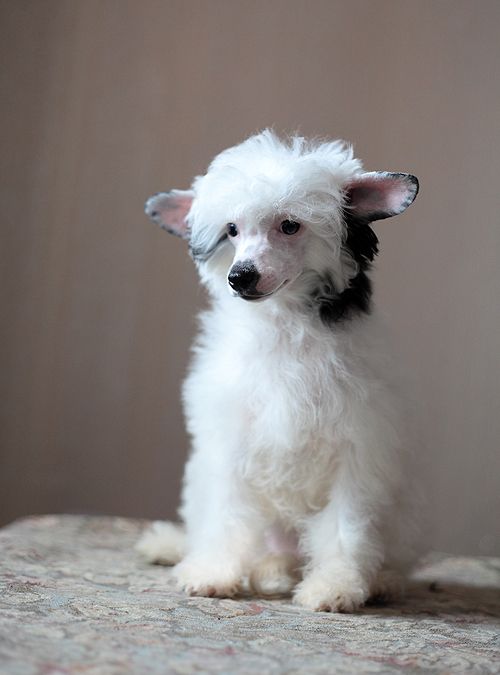 Fabeltier Full O Beans