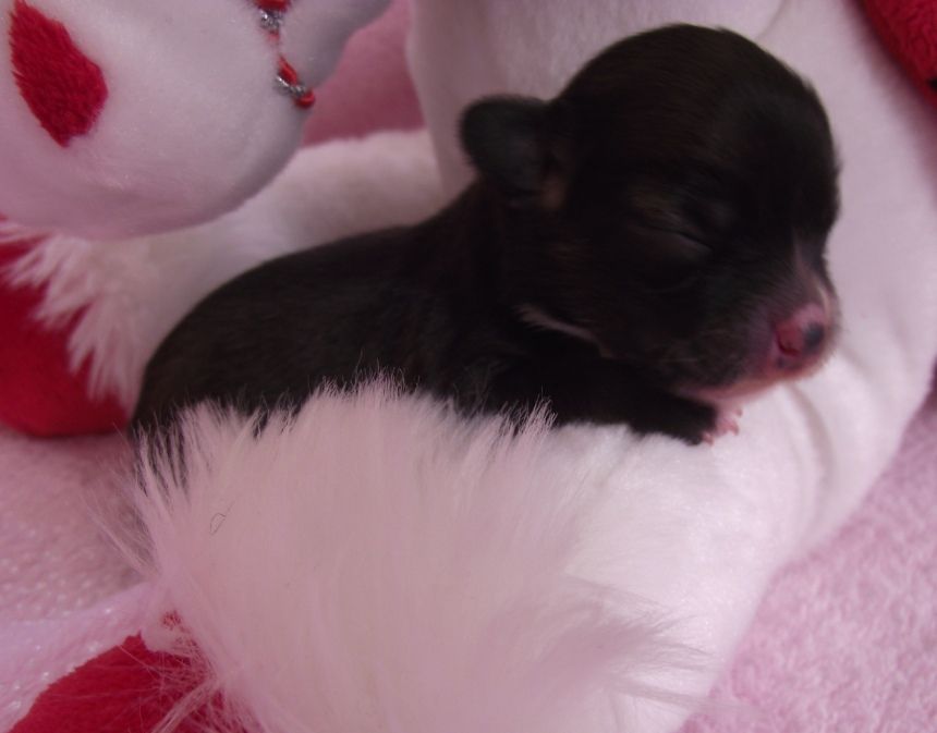 Starrstalactite Astral Angel