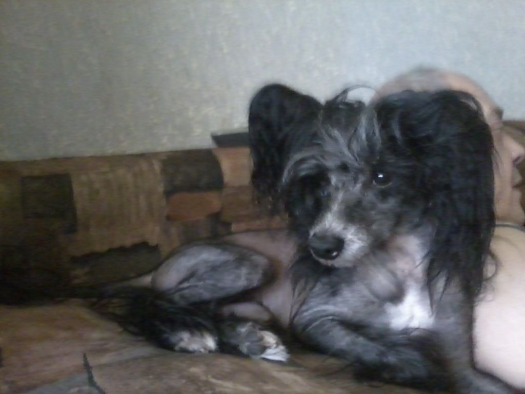 Dolfi Dolmino z Jaromerskeho panstvi