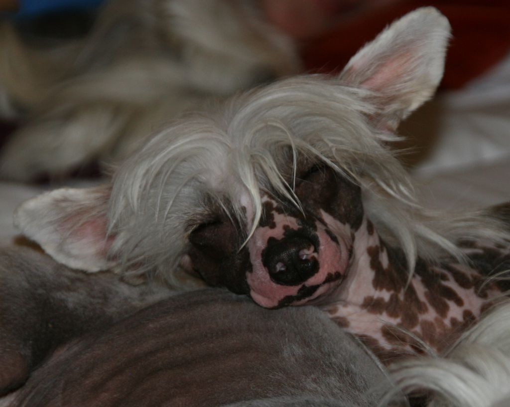 Reject's Fourteen Holy St Blaise