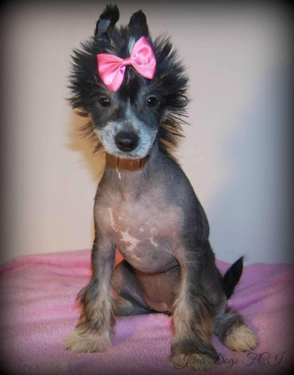 Iggy Diggy Juna Dogs FCI