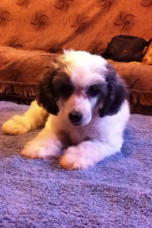 Rovanni Djekattolo Darina