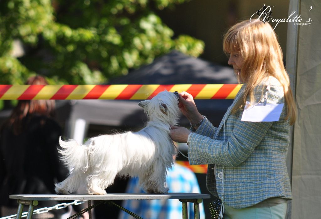 Crestiny's Found My Fortune