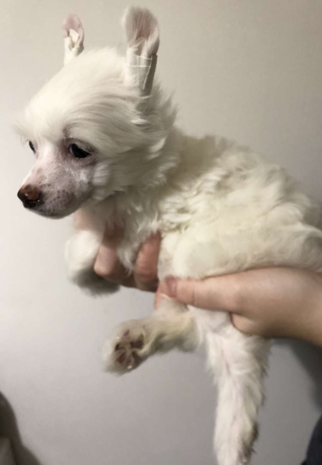 Ula iz Clana Timurlana