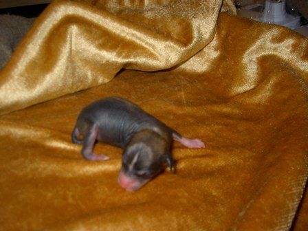 Daddy's Dancer Of Gizzy's Home