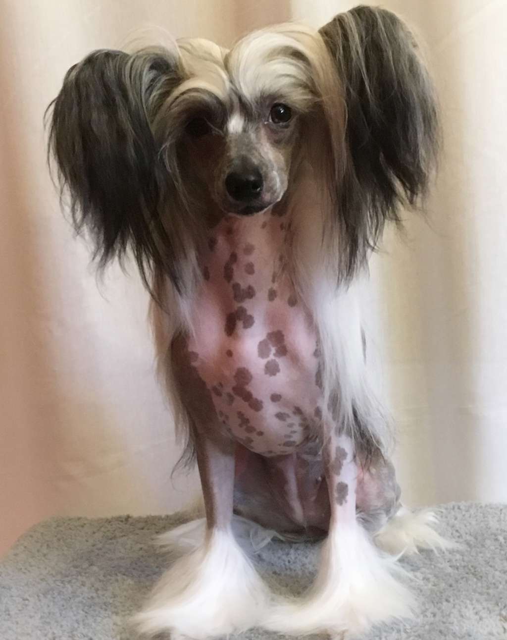 Clezel's Fancy Cookie