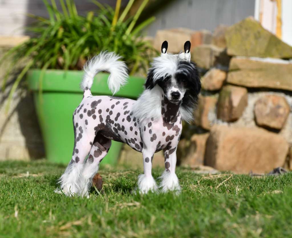 Little Dog Of Dream Riva