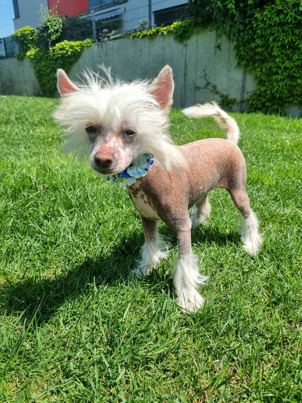 Fantasia Shagya Tambarann